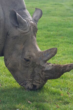 Rhinoceros, rhino, Rhinocerotidae, grazing on green grass.の写真素材