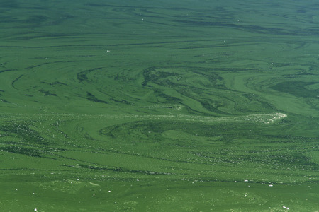 Cyanophyta or blue green algae, layer on surface of still water.
