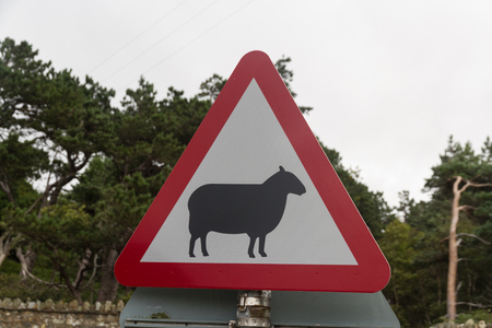 Sheep silhouette. United Kingdom triangular warning sign warning of quayside or river bank.の写真素材