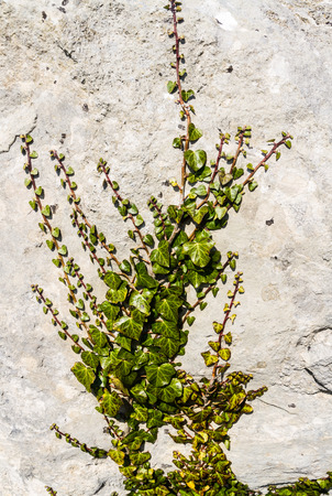 Limestone quarry wall, Hedera helix or Common Ivy growing up it. United Kingdom, Europe.の写真素材