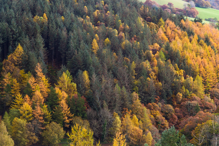Pastoral fields, trees and hedges in morning mist, Autumn Fall. Powys, Wales. Low sunlight, green, peacefulの写真素材