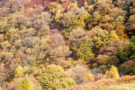 Pastoral fields, trees and hedges in morning mist, Autumn Fall. Powys, Wales. Low sunlight, green, peacefulの写真素材