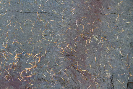 Small fallen pine needles on natural slate rock, background.の写真素材