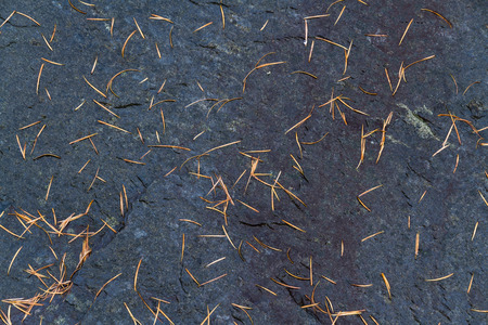 Small fallen pine needles on natural slate rock, background.の写真素材