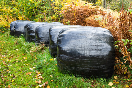 row of silage bales, wrapped in black plastic.の写真素材