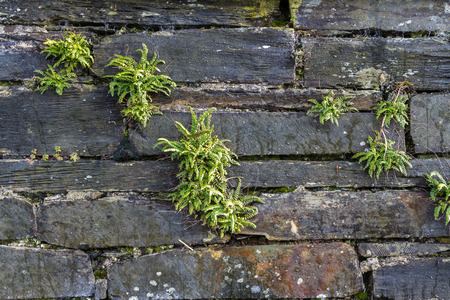 Old weathered dry stone slate wall making background texture, with ferns.の写真素材