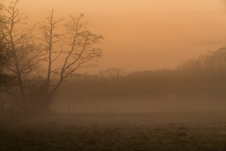 Misty and tree as night falls. United Kingdom.の写真素材