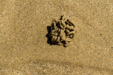 Worm casts of lugworm or Arenicola marina coiled on a beach. Close up or macro.の写真素材