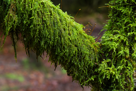 Tree branch with Amblystegium serpens or creeping feather mossの写真素材