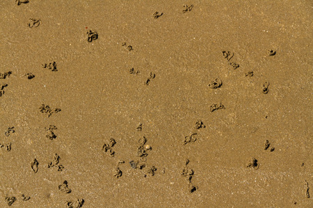 Worm casts of lugworm or Arenicola marina coiled on a beach.