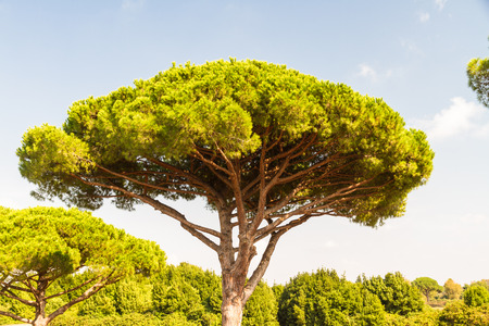 Stone pine or Pinus pinea also called Italian Stone Pine, umbrella pine and parasol pine. Ostia Antica, roman city, Rome in Italy.の写真素材