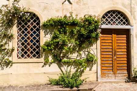 Bush growing up old wall in Mediterranean sunlight, Italy.の写真素材