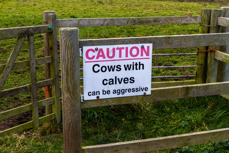 Sign on country gate Caution cows with calves can be aggressive.の写真素材