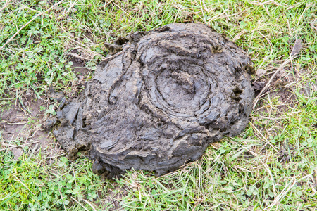 Dried cowpat in British fieldの写真素材