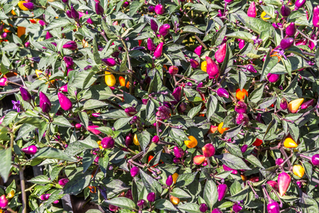 Bush with red chillies growing on it.の写真素材