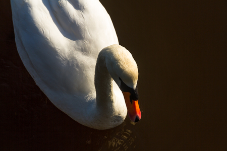 Mute Swan, on water, backlit by morning sun.の写真素材