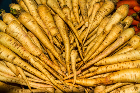 Display or raw horseradish rootの写真素材