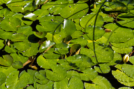 Lily pads, or water lilies or  Nymphaeaceae on waterの写真素材