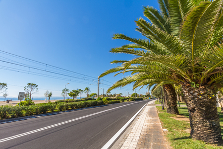 Road at seafront in Athens, Greece, palm trees at side.の写真素材