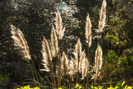 Cortaderia selloana or pampas grass, back lit in a landscape imageの写真素材