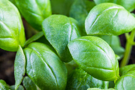 Extreme Macro growing bunch of fresh basil leavesの写真素材
