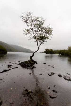 Lone tree in stormy weather. Lake Padarn, Snowdonia, North Wales, UK, portraitの写真素材