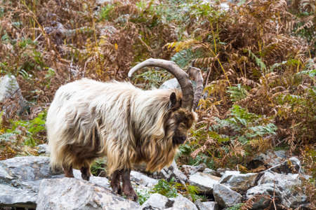 member of a colony of feral wild mountain in bracken showing horns amongst bracken standing on rocks. This unique species living around Trefor and Llithfaen on the Llyn Peninsula, North Wales.の写真素材