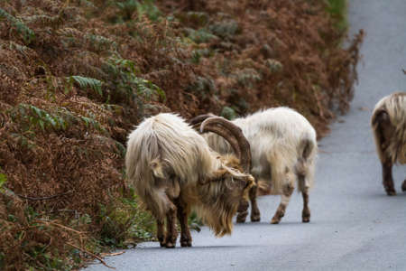 Three of a colony of feral wild mountain goats on a lane. This unique species living around Trefor and Llithfaen on the Llyn Peninsula, North Wales.の写真素材