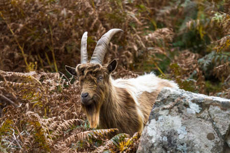 member of a colony of feral wild mountain in bracken showing horns amongst bracken glancing at camera. This unique species living around Trefor and Llithfaen on the Llyn Peninsula, North Wales.の写真素材