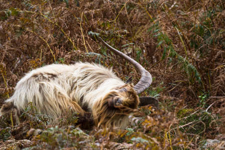 member of a colony of feral wild mountain in bracken scratching itself looking to camera. This unique species living around Trefor and Llithfaen on the Llyn Peninsula, North Wales, landscape.の写真素材