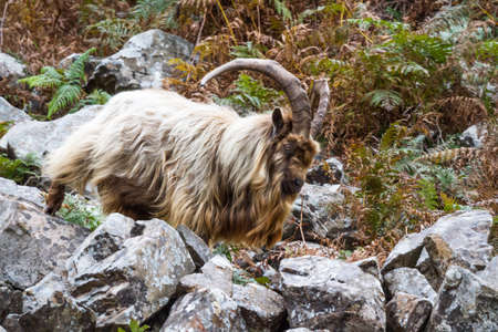 member of a colony of feral wild mountain in bracken showing horns amongst bracken walking on rocks. This unique species living around Trefor and Llithfaen on the Llyn Peninsula, North Wales.の写真素材
