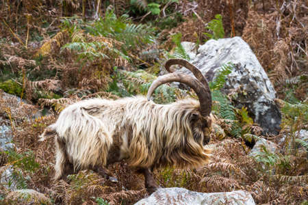 member of a colony of feral wild mountain in bracken showing horns amongst bracken. This unique species living around Trefor and Llithfaen on the Llyn Peninsula, North Wales.の写真素材