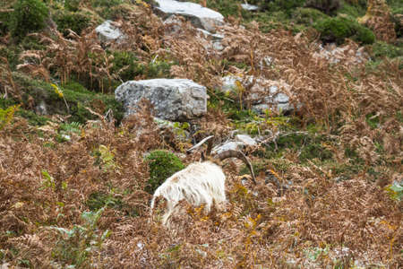 member of a colony of feral wild mountain in fern bracken and rocky area, back to camera. This unique species living around Trefor and Llithfaen on the Llyn Peninsula, North Wales.の写真素材