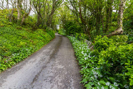 Country lane with green wild garlic or ramsons growing, with white flowers.の写真素材