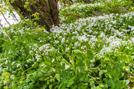 Background or texture of bank of wild garlic green with white flowers.の写真素材