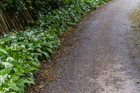 Green wild garlic or ramsons growing beside road or lane, with white flowers.の写真素材