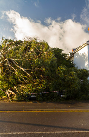 BOURNEMOUTH, ENGLAND UK â FEBRUARY 19: Storm Eunice large tree fallen crushing two cars, registration plates showing, portrait, on February 19 2022 in Bournemouth, Dorsetのeditorial素材