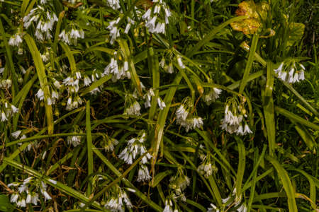 Three cornered leek or Allium triquetrum flowering forming background or texture, landscape.の写真素材