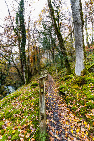 UK path with fence in Woods in Autumn or Fall with dropped leaves on the Torrent Walk or Llwybr Clywedog, near Dolgellau, Snowdonia, North Wales, UK with river or stream, portrait.の写真素材