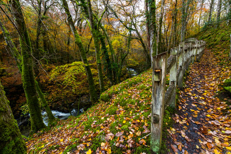 UK path with fence in Woods in Autumn or Fall with dropped leaves on the Torrent Walk or Llwybr...