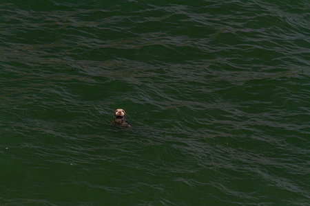 Head of a swimming seal, background, texture.の写真素材