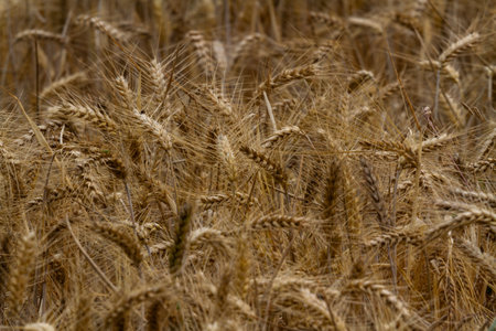 Ripe field of Hordeum vulgare or Barley ears forming a background graphic resource close up.の写真素材