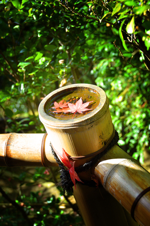 Maple leaf in bambooの写真素材