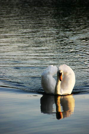 Swan in the lakeの写真素材