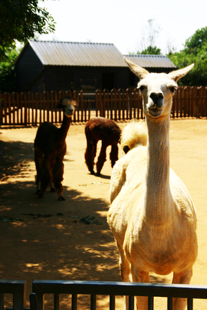 Alpaca in the Zooの写真素材