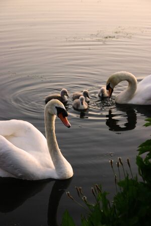 Swan familyの写真素材