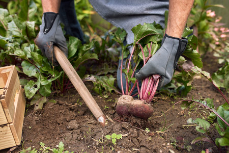 Man growing and picking vegetables outdoor