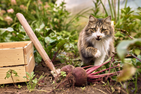 The cat is sitting in the garden with vegetablesの写真素材