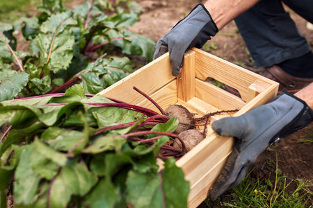 Male farmer growing and harvesting vegetables outdoor