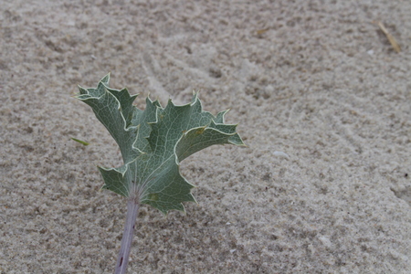 Small leaf of a cactus on a sandy beach.の写真素材